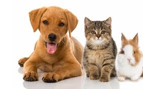 Пронзительный оркестровый фон