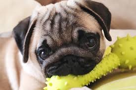 Музыка о золотой лихорадке