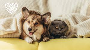 Инструментал для сноубординга/лыж