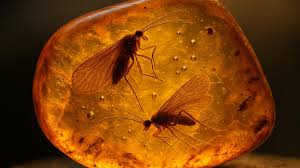 насекомые мелового периода Мьянма