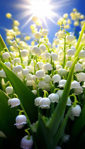 ландышевые мелодии