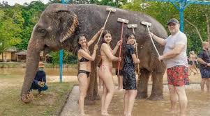 бессловесная музыка джунглей