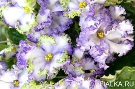 вечная цветущая молодость музыка