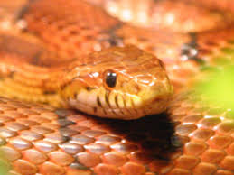 танцующая кобра флейта факир музыка