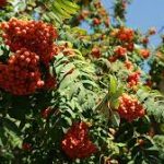 веселые мелодии для фона