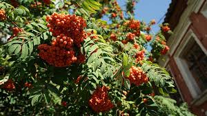 музыка создающая атмосферу радости