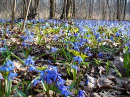 акустические портреты подснежников и пролесок