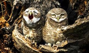 дофаминовые нейроны и зевота исследование