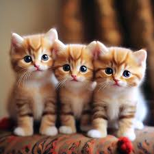 три котенка с мелодией