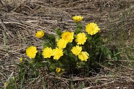 музыка первых подснежников в лесу