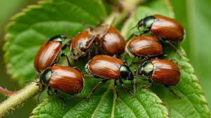 добрый жук киномузыка