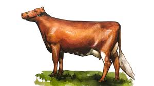 корова зорька мультик песня