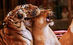 зевок снимает стресс и головную боль как