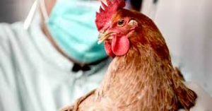 предсмертные сигналы птиц