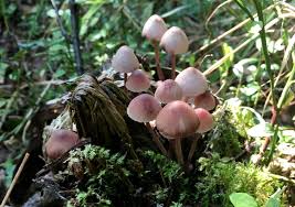 гриб возрастом с историю