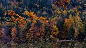 музыка в стиле осеннего блюза