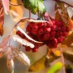 радостные гитарные риффы