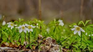 треки весеннего расцвета