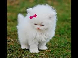 schnuffel кролик музыка для детей