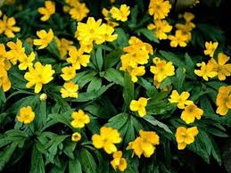 музыка пробуждения природы весной