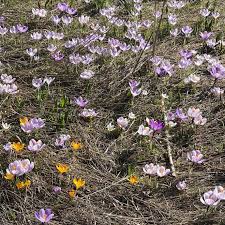 музыка появления подснежников