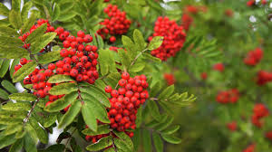 жизнерадостные мелодии для хорошего дня