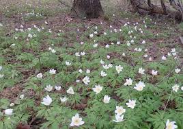 акустический дневник весенней флоры