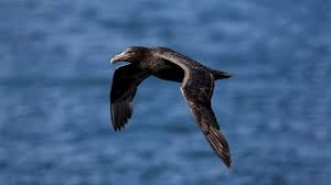 птицы спасаются бегством звуки