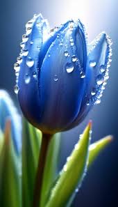 музыка сияющих капель