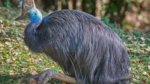 крики страха птиц перед смертью