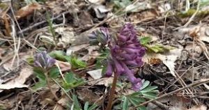 акустическое исследование лесных первоцветов