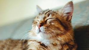 саундтреки для презентаций благотворительных фондов и их работы