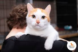 треки для сцен первой встречи с будущим хозяином