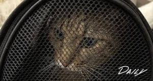 музыка для YouTube новостных каналов документалок зоозащитных проектов