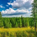 эмбиент с звуками леса и полей России