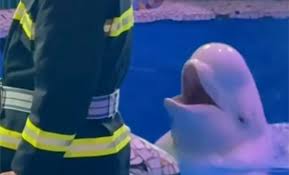 саунд для коротких смешных клипов без лицензии