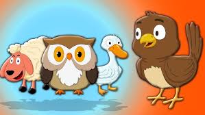 музыка для попугаев видео