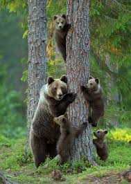 музыка для монтажа семейных хроник влогов с питомцами