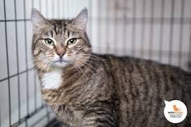 музыка для монтажа видео с кошками и их историями