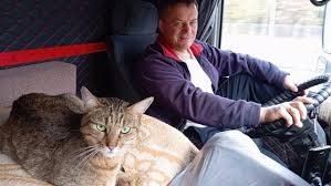 музыка для творческих проектов о связи человека и животного