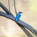 короткие музыкальные акценты для эмоциональных сцен