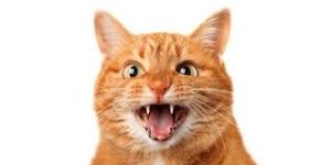 музыка для медитаций на тему общения с животными