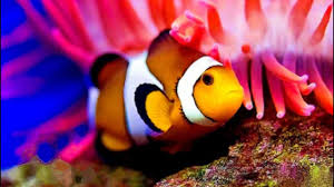 музыка для акваскейпинга