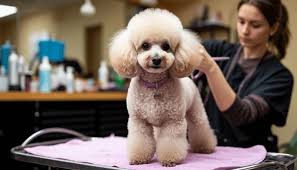 саундтрек для ветеринарного кабинета